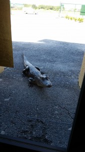 Ally Gator pays a visit to U-Haul Moving and Storage of Lake Wales in search of a job.