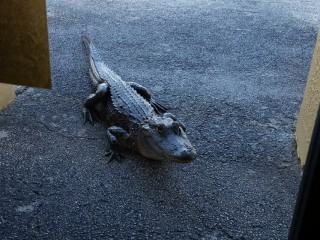 Alligator Wants a Job