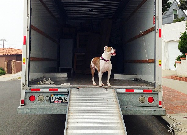 transporting pets in towed car