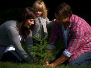 Spring In The Air, Tree Seedlings In The Ground!