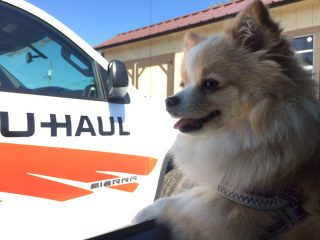 Moving Photos: Top Dogs of #uhaulfamous