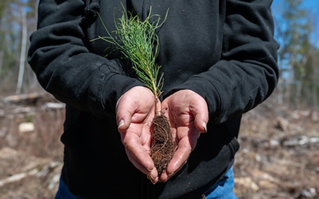 U-Haul Partners with Forests Canada to Support Healthy, Resilient Forests
